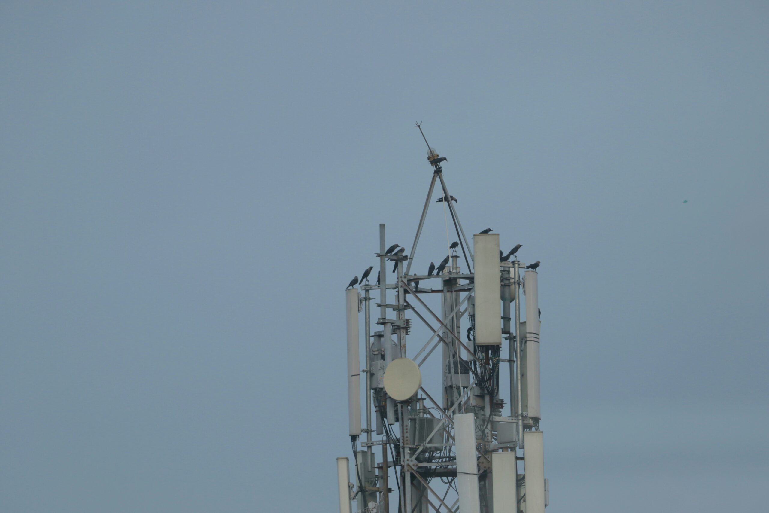 Assessorament en el finançament d’una companyia del sector de les telecomunicacions